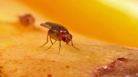 Les mouches du vinaigre vieillissent plus vite lorsqu'elles voient des mouches mortes | EntomoNews | Scoop.it