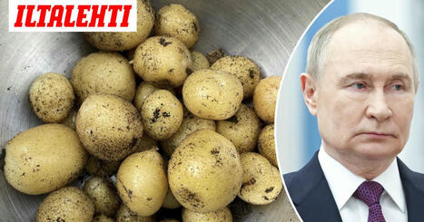 Putin: ”Meillä ei ole tarpeeksi perunoita” | 1Uutiset - Lukemisen tähden | Scoop.it