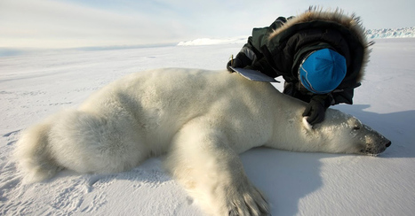 D&eacute;couvrez la vie des ours polaires de leur point de vue ! | Biodiversit&eacute; | Scoop.it
