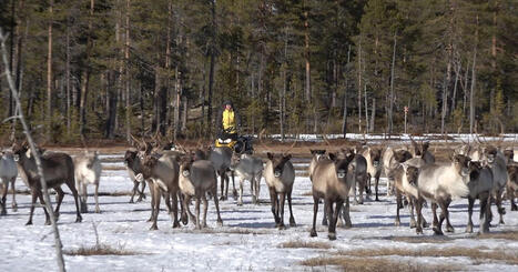 Rekordvarm mars drabbar samiska rensk&ouml;tare: &rdquo;V&aring;r nya verklighet&rdquo; | 1Uutiset - Lukemisen t&auml;hden | Scoop.it