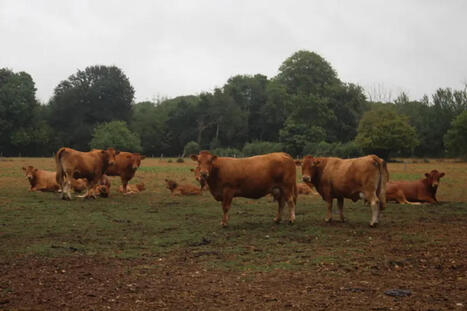 Une ann&eacute;e d&eacute;cisive pour n&eacute;gocier la PAC de l&rsquo;apr&egrave;s 2027 | SCIENCES DE L' ANIMAL | Scoop.it