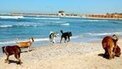 Israel's Dog TV sets tails wagging | News from the world - nouvelles du monde | Scoop.it