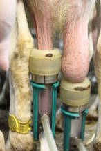 Description du parc des installations de traite et analyse des relations avec la qualité cellulaire du lait chez les petits ruminants | SCIENCES DE L' ANIMAL | Scoop.it