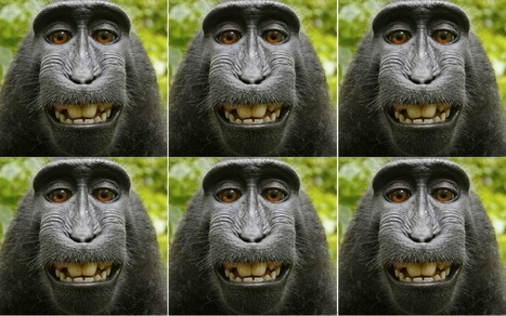 The monkey selfie case gets new life in Federal Appeals Court | consumer psychology | Scoop.it