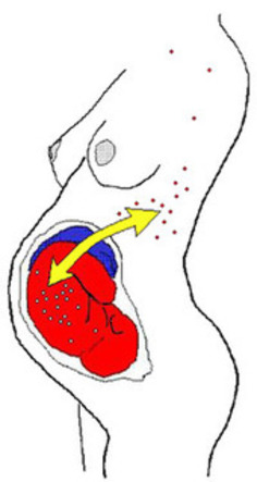 Bearing Sons Can Alter Your Mind - ScienceNOW | Kinsanity | Scoop.it