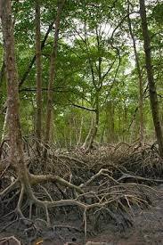 Global pressures on mangroves and their communities: solutions from conservation and restoration | HALIEUTIQUE MER ET LITTORAL | Scoop.it