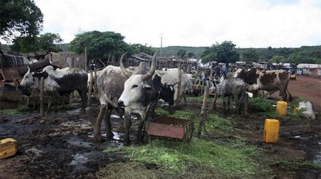 Marché de l’aliment du bétail au Mali : Spéculation autour du prix | Lait de Normandie... et d'ailleurs | Scoop.it