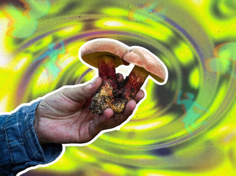 Dangerous Delicacies: Inside Yunnan&rsquo;s Wild Mushroom Obsession | The World of Chinese | Kunming-Yunnan | Scoop.it