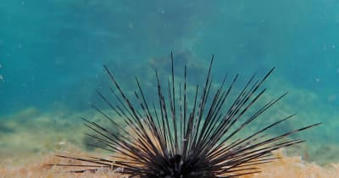 Sea urchin die-off threatens reefs from Florida to Caribbean. Scientists hope to revive them - Miami Herald | Agents of Behemoth | Scoop.it