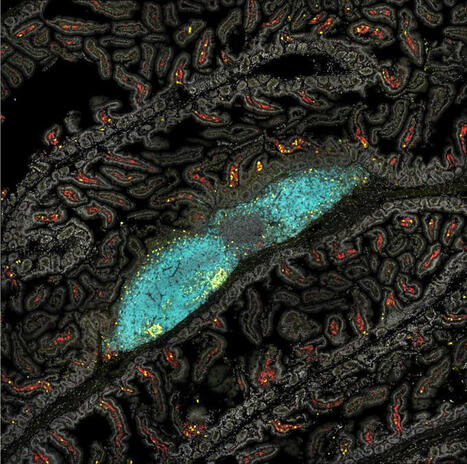 🔬 New in Science Immunology from the Gaya lab at CIML! Does our immune memory work the same way everywhere in the body? Not quite. Mauro Gaya's team at CIML shows that after infection, B cell&hellip; |... | Mucosal Immunity | Scoop.it