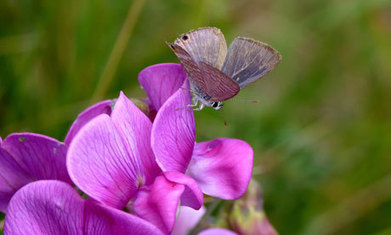 On attend en Grande-Bretagne l'émergence d'un papillon migrateur rare [en anglais] | EntomoNews | Scoop.it