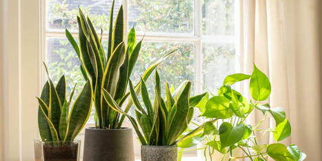 The Ultimate Guide to Snake Plant Care, According to Experts | Best Home Decor  Maintenance Tips & More | Scoop.it