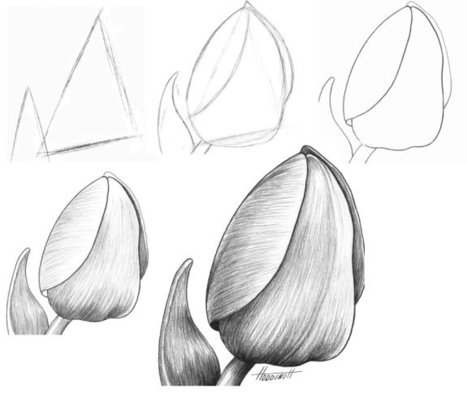 How to Draw a Tulip | Drawing and Painting Tutorials | Scoop.it
