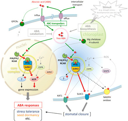 Molecular Basis of the Core Regulatory Network in ABA Responses: Sensing, Signaling and Transport | Plant and Seed Biology | Scoop.it