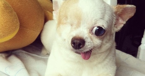 Yogurt the Pirate Dog Is Your Newest Instagram Obsession | Communications Major | Scoop.it