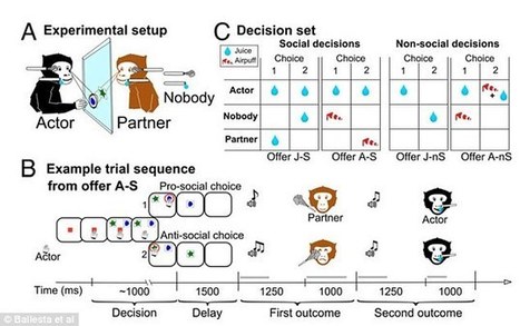 Monkeys DO show empathy, finds study | Empathy and Animals | Scoop.it