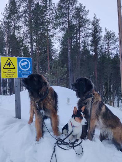 Rovaniemellä asuvan Noora piha täyttyy turisteista öisin | 1Uutiset - Lukemisen tähden | Scoop.it