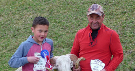 Le bélier Tyson a boxé dans la cour des grands à Tarbes | Vallées d'Aure & Louron - Pyrénées | Scoop.it