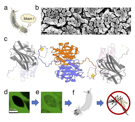 Parcours initiatique d&rsquo;une toxine anti-moustique | EntomoScience | Scoop.it
