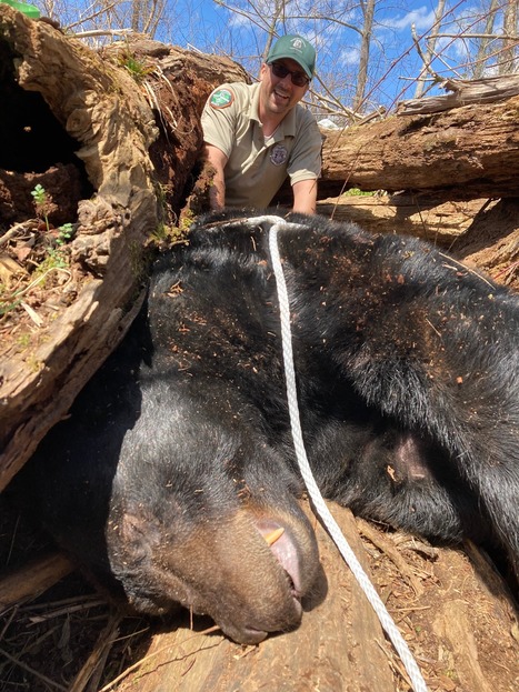 500-pound bear removed from Tennessee college after causing property damage for over a year | Industry 411 - Waste Management | Scoop.it