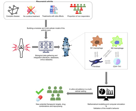 Construction d'un jumeau virtuel modulaire et multicellulaire de l'articulation synoviale dans la polyarthrite rhumatoïde | Life Sciences Université Paris-Saclay | Scoop.it