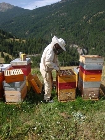 M&eacute;tier au contact de la nature : David, apiculteur amateur devenu professionnel - Letudiant.fr | M&eacute;tiers et emploi de l'&eacute;conomie verte | Scoop.it