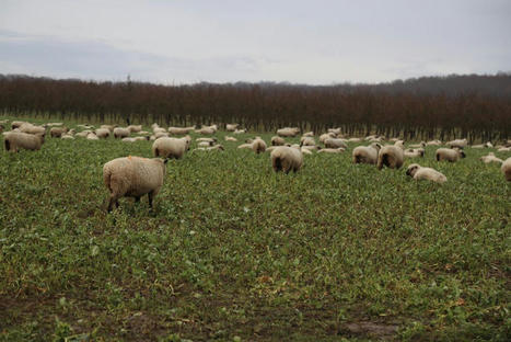 Baisse des abattages d’ovins en novembre | Actualité Bétail | Scoop.it