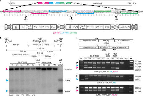 Targeted introduction of heritable point mutations into the plant mitochondrial genome - Nature Plants | TAL effector science | Scoop.it