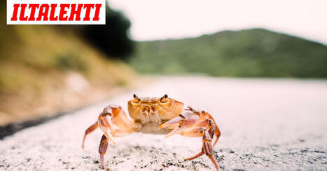 Huijarit keksiv&auml;t uuden keinon: N&auml;in teko&auml;lykuvat viev&auml;t kauppiailta rahaa | 1Uutiset - Lukemisen t&auml;hden | Scoop.it