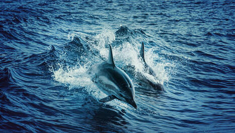 Madagascar : 22 dauphins découverts morts au large de Nosy Hara - LINFO.re - Océan Indien, Madagascar | Revue de presse Cétacés | Scoop.it