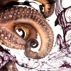 Slide Show: The Art and Science of Modern Cuisine | Modernist Cuisine | Scoop.it