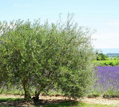 Quels sont les avantages d’être certifié Ecolabel européen? – Collex : Toutes Les Réponses à vos Questions en 1 Clic | Hébergements et restaurants en Occitanie | Scoop.it