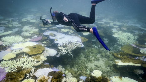 Biodiversité : la Grande Barrière de corail frappée par le pire épisode de blanchissement jamais observé | Changement climatique & Biodiversité | Scoop.it