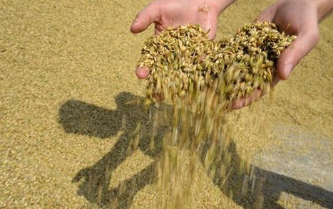 La Russie reprendra la palme des exportations de blé | CONFLIT RUSSO-UKRAINIEN | Scoop.it