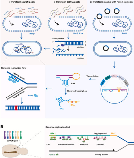 Multiplex genome engineering: Methodologies and applications | csys | RMH | Scoop.it