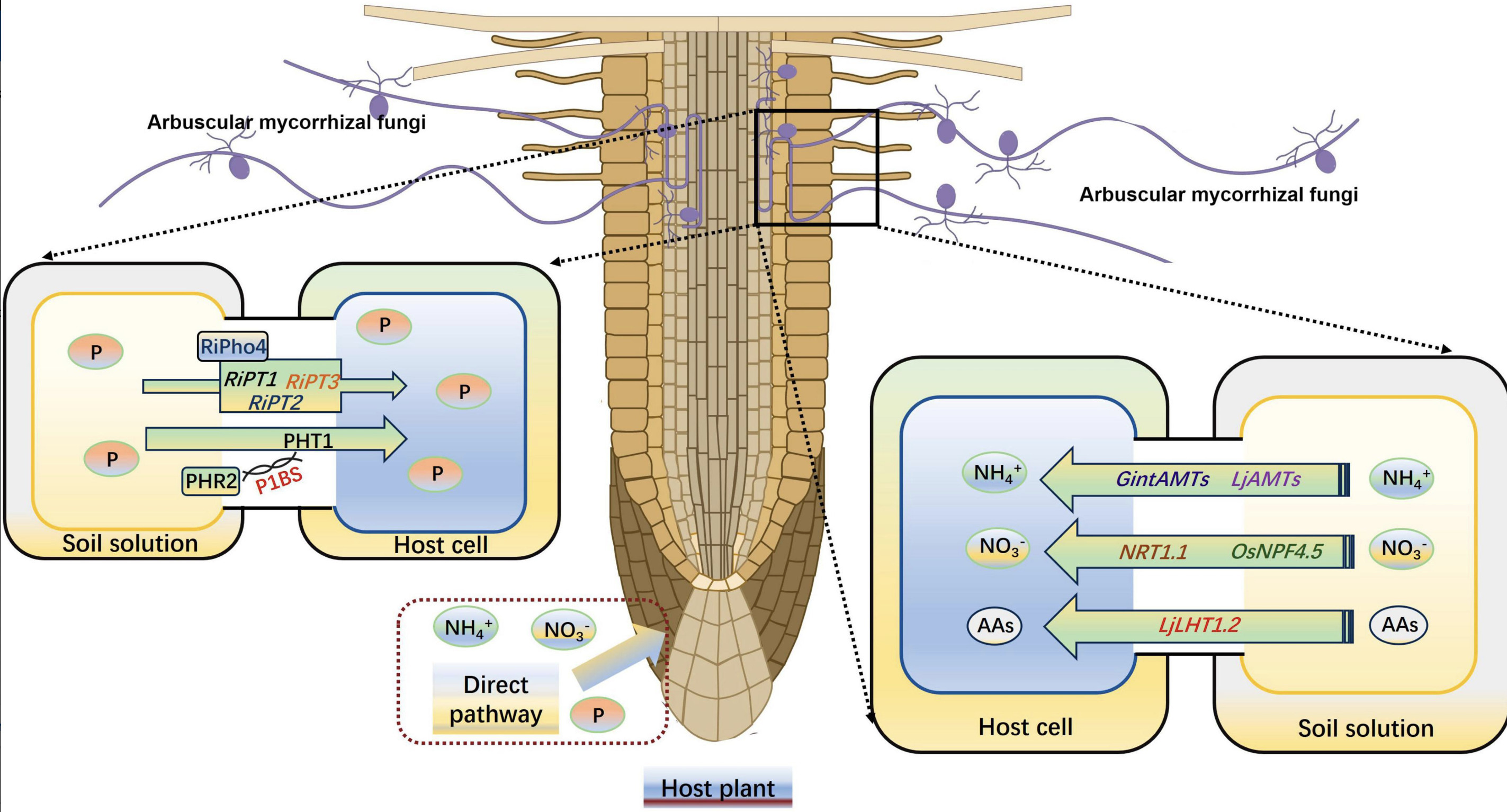 The role of arbuscular mycorrhizal symbiosis in...