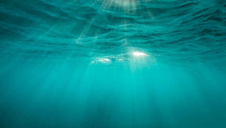 Paradoxe du plancton : les vitamines B au cœur de la coopération entre microbes marins | Numérique au CNRS | Scoop.it