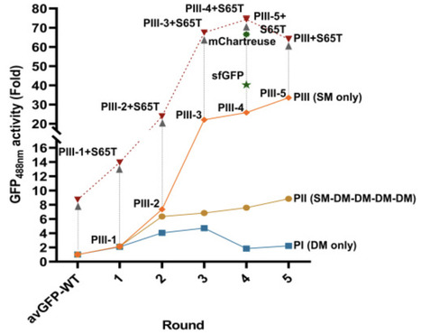 An iterative deep learning-guided algorithm for directed protein evolution | iSci | RMH | Scoop.it