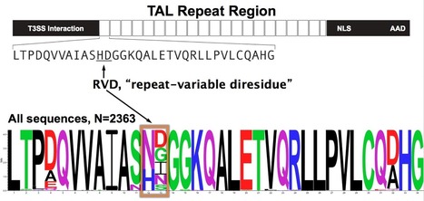 Genome Engineering with TAL Effector Nucleases | TAL effector science | Scoop.it