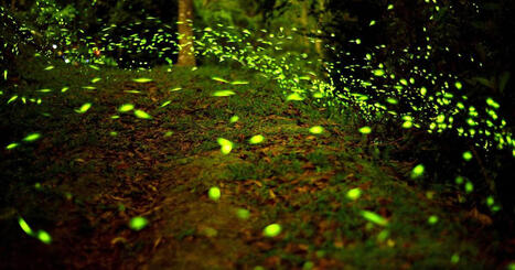 Des lucioles aux abysses | EntomoScience | Scoop.it