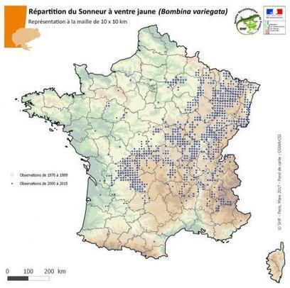 Embrunais : des interrogations sur la reproduction des sonneurs | Biodiversité | Scoop.it