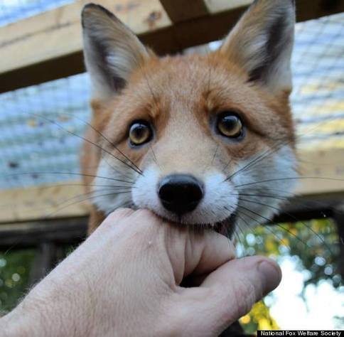 Ridiculously Photogenic Fox Loves Her Human Fri...