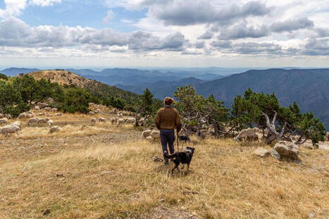 2026 : une ann&eacute;e internationale pour c&eacute;l&eacute;brer le pastoralisme - Parc national des C&eacute;vennes | Biodiversit&eacute; | Scoop.it