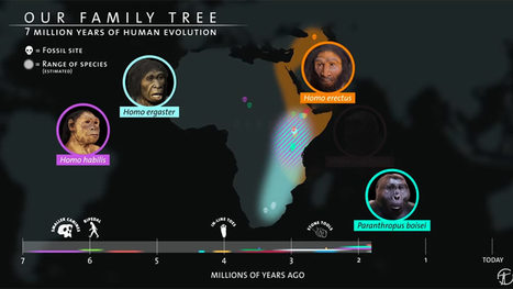 Last hominin standing – charting our rise and the fall of our closest relatives  | Digital Delights - Digital Tribes | Scoop.it