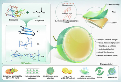 INNOVATIONS: Preserving fruit freshness with amyloid-like protein coatings  | INNOVATIONS | Scoop.it