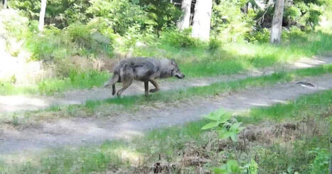 Ruokavirasto: Lopella mets&auml;styskoiran kimppuun hy&ouml;k&auml;nnyt susi oli terve ja hyv&auml;kuntoinen | Kotimaa | Yle | 1Uutiset - Lukemisen t&auml;hden | Scoop.it