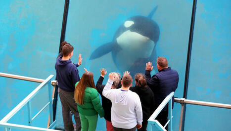 Sauver Wikie et Keijo, les orques du Marineland | Biodiversité - @ZEHUB on Twitter | Scoop.it