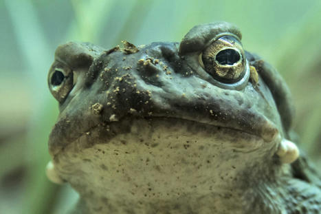 The Demand for This Toad’s Psychedelic Venom Puts the Species at Risk, Conservationists Warn - EcoWatch.com | Agents of Behemoth | Scoop.it