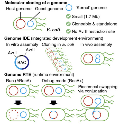 Generating E. coli 0.5 controlled by a half-sized genome | brvsb | RMH | Scoop.it