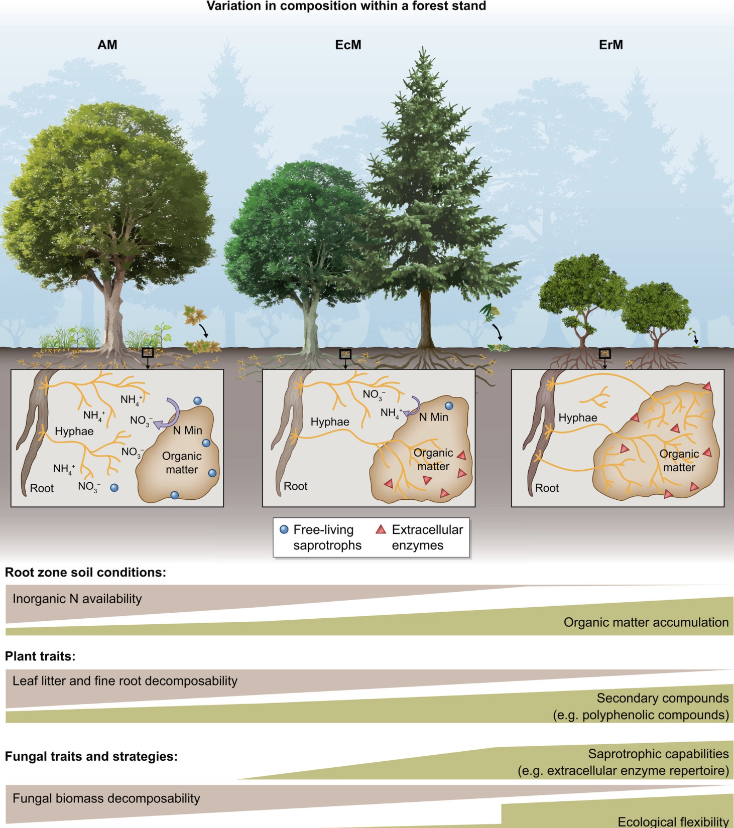The functional role of ericoid mycorrhizal plan...